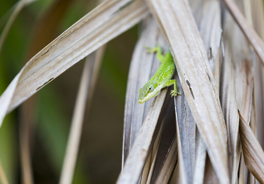 A Green Anole Lizard Peeks Out From Dried Palm Leaves In A Garden; Varadero, Cuba