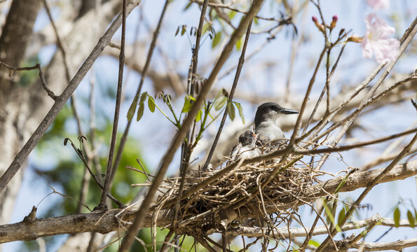 A Nesting Songbird Native Endemic To Cuba Sits In A Nest In The Tree Branches With Hatchling Baby Birds Waiting To Feed; Varadero, Cuba