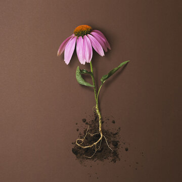 Flower With Pink Petals And Orange Centre With Roots Exposed And Soil Against A Brown Background; Toronto, Ontario, Canada