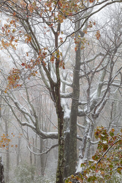 Frozen Fall Foliage at Max Patch in Pisgah National Forest