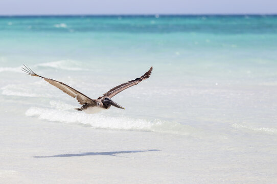 A Brown Pelican (Pelecanus Occidentalis) Flying Low Above The White Sand Beach With The Blue Water, Caribbean In The Summer; Varadero, Cuba