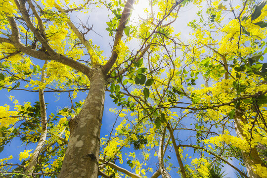 This Yellow Flowering Tropical Tree Blooms In Spring With Sunlight And Blue Sky Peeking Through The Branches, This Tree Is Native To Cuba And The West Indes Tropical Region Of The Caribbean; Varadero,