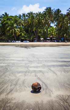 Coconut On The Beach While The Tide Is Out; Tamarindo, Costa Rica