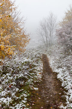 Winter Landscape near Max Patch in Pisgah National Forest