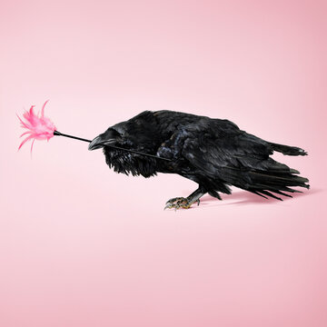 Raven with Feather Duster