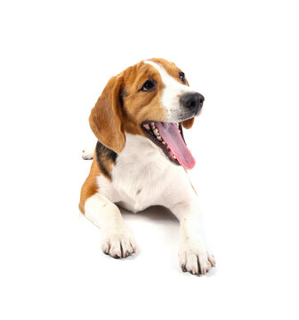 beagle dog isolated on white background