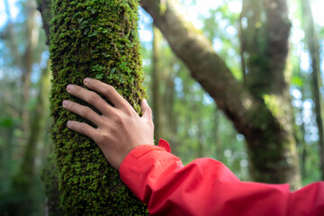 Touch of fresh moss in the forest, Close up hand