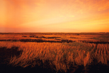 Agriculture - Fresh burn scars in wheat stubble. Wheat stubble is burned after harvest to eliminate fungus growth on the stubble which causes damage to the following years crop / near Casselton, North