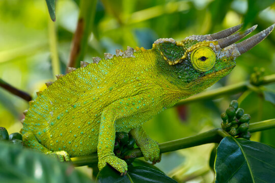 Jackson chameleon (trioceros jacksonii) hides in the coffee trees; Holualoa hawaii united states of america