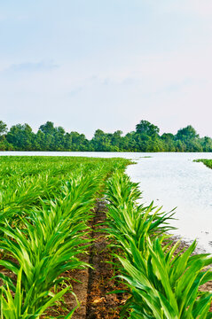 Agriculture - Flooded corn field along the Yazoo River during the Mississippi River flood of May, 2011 / near Redwood, Mississippi, USA.