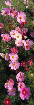 Agriculture - Cosmos Flowers Grown For Sale At A Farmers Market / Fresno, California, Usa.