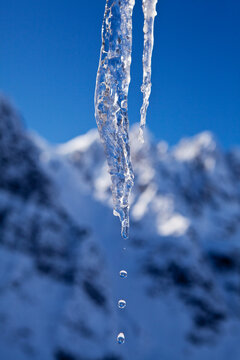 Water Dripping From Melting Icicle In Late Winter With Roostercomb In Background, Denali National Park And Preserve; Alaska, United States Of America