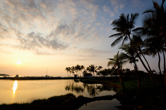 Silhouette Of Palm Trees Along The Coastline At Sunset; Island Of Hawaii, Hawaii, United States Of America
