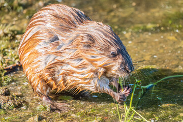 Wild animal Muskrat, Ondatra zibethicuseats, eats on the river bank