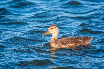 Cute little duckling swimming alone in a lake or river with calm water