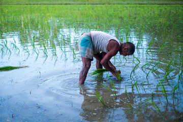 South asian rural farmer sowing crops in a water filled fertile land 