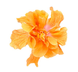 Closes up orange hibiscus flower