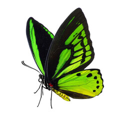 Beautiful Common Green Birdwing butterfly (Ornithoptera richmondia) isolated on white background.