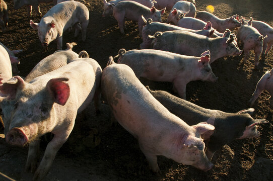 Agriculture - Feeder Hogs In An Open Pen / Near Sioux City, Iowa, Usa.