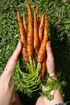 Hands Holding Fresh Carrots From The Garden; Sydney, New South Wales, Australia
