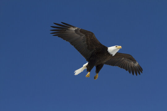 Bald Eagle In The Skies Over Portage, Alaska, Southcentral Alaska,spring
