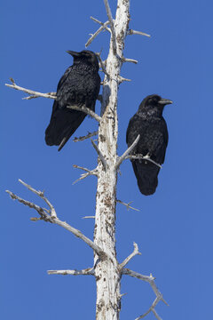 Bears. Black Bears In Anchorage, Alaska. Spring. Southcentral Alaska. Sow Bear Looks Out Of Her Winter Hibernation Hole High Up In A Broken Off Cottonwood Tree And Watches A Raven That Is Squawking Ne