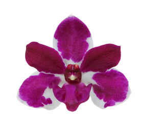 Obraz premium The species orchid (Rhynchostylis) of thailand