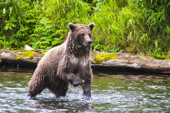 A Brown Bear On The Russian River Is Looking For Salmon To Feed On On A Summer Day In South Central Alaska; Alaska, United States Of America
