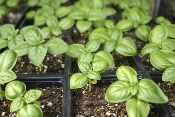 Genovese Basil Seedlings (Occium Basilicum); Toronto, Ontario, Canada