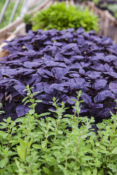 The Dark Purple Leaves Of Red Rubin Basil Plants Growing In A Greenhouse For Transplanting; Brandon, Ontario, Canada