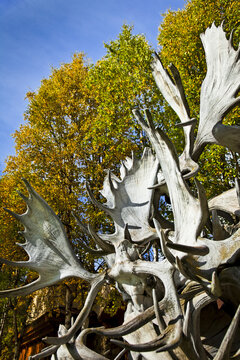 Close Up Of Moose Antlers Tower With Autumn Coloured Birch Trees In The Background, Chena Hot Springs Resort; Fairbanks, Alaska, United States Of America