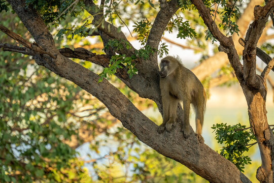Chacma baboon (Papio ursinus) standing high-up on a shaded tree branch on a riverbank in Chobe National Park; Chobe, North-West, Botswana