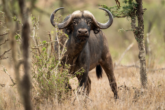 Portrait of a Cape Buffalo (Syncerus caffer) standing in the bushes on the plain watching the camera; Laikipia, Kenya