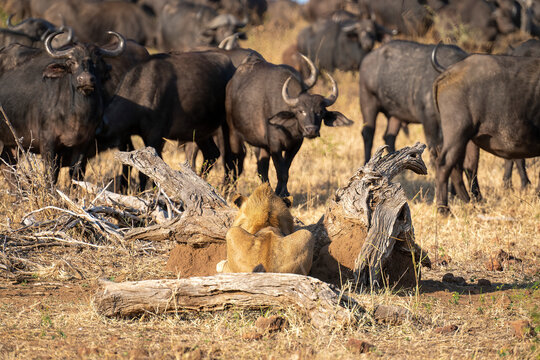 Young male lion (Panthera leo) finds camouflage next to a herd of Cape Buffalo (Syncerus caffer) standing on the plain, while he lies watching in Chobe National Park; Chobe, Botswana