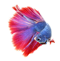 Fototapeta premium Betta fish, siamese fighting fish, betta splendens (Fullmoon betta.)isolated on white background.