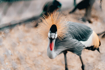 grey crowned crane