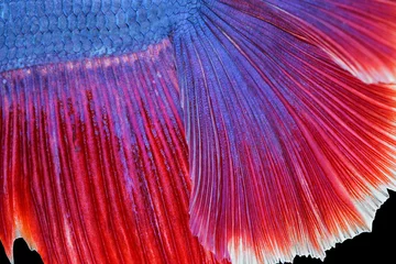 Foto op Canvas Texture of tail siamese fighting fish © bajita111122