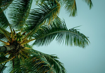 Fototapeta premium coconut tree grove Florida 