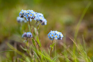 Close-up view of Alpine Forget-Me-Nots (Myosotis alpestris) on a mountainside near Whitehorse; Whitehorse, Yukon Territory, Canada
