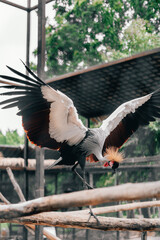 Grey crowned crane