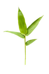 bamboo leaf isolate on white