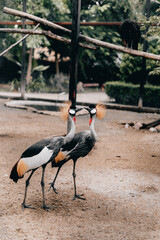 grey crowned crane