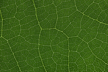 Green leaves background