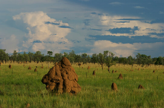 Australian grassland with termite mounds; Australia