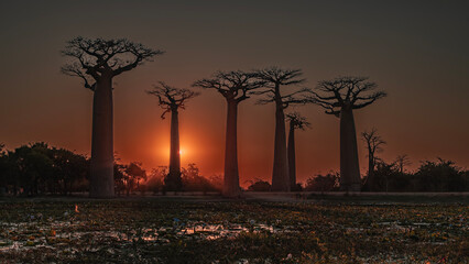 Fantastic alley of baobabs at sunset. Tall trees with thick trunks and fancy compact crowns against...