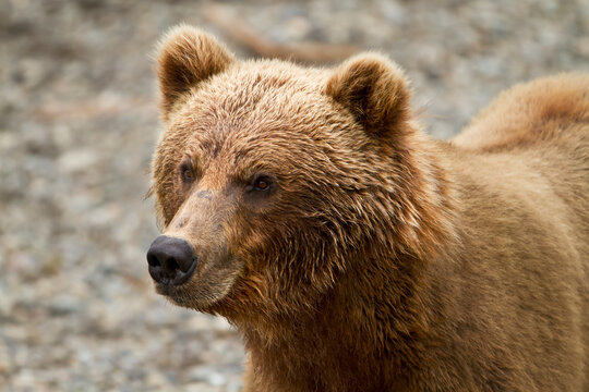 Brown Bear (Ursus Arctos) Portrait, Face Wet From Fising For Salmon, Katmai National Park; Alaska, United States Of America