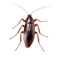 cockroach isolated on transparent background
