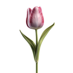tulip flower isolated on transparent background