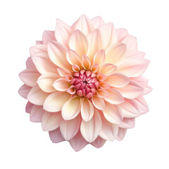light pink dahlia isolated on transparent background