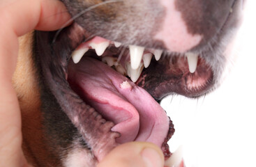 Dog with oral wart or canine oral papilloma on tongue. Examination by pet owner or veterinarian. Cauliflower like benign tumor spread dog-by-dog by sharing. Contagious papillomavirus. Selective focus.